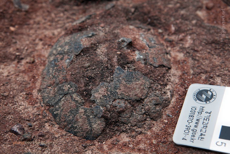 s_시화지질_2010_04_22_160627_EF24-70mm f_2_8L USM_w760.jpg